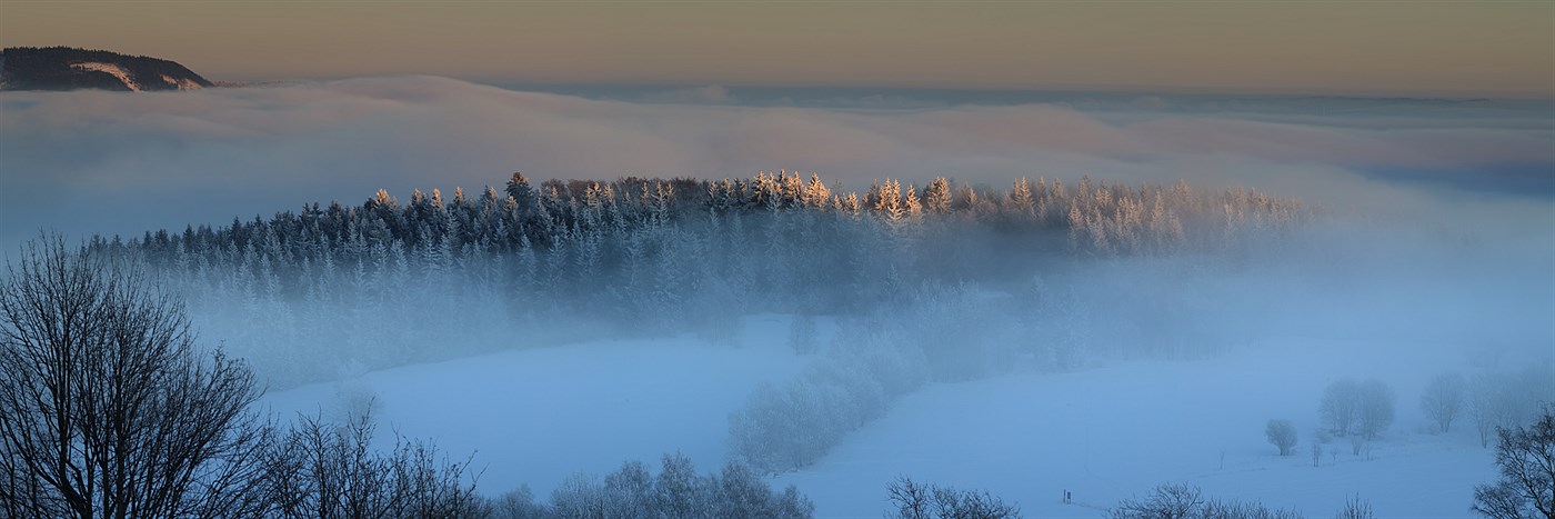 Forest in fog, photo