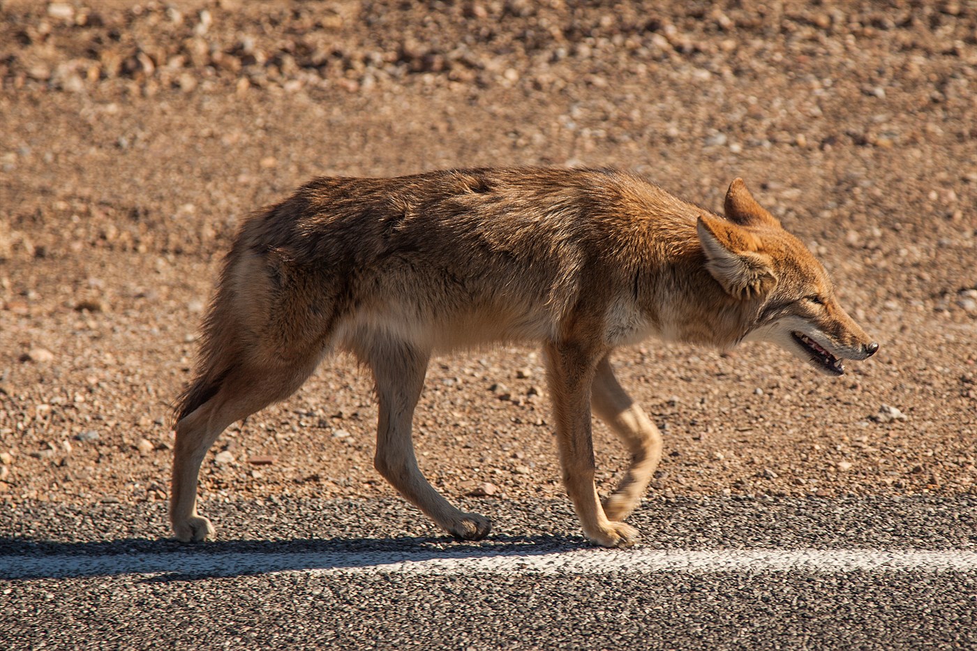 Coyote in Death Valley, photo
