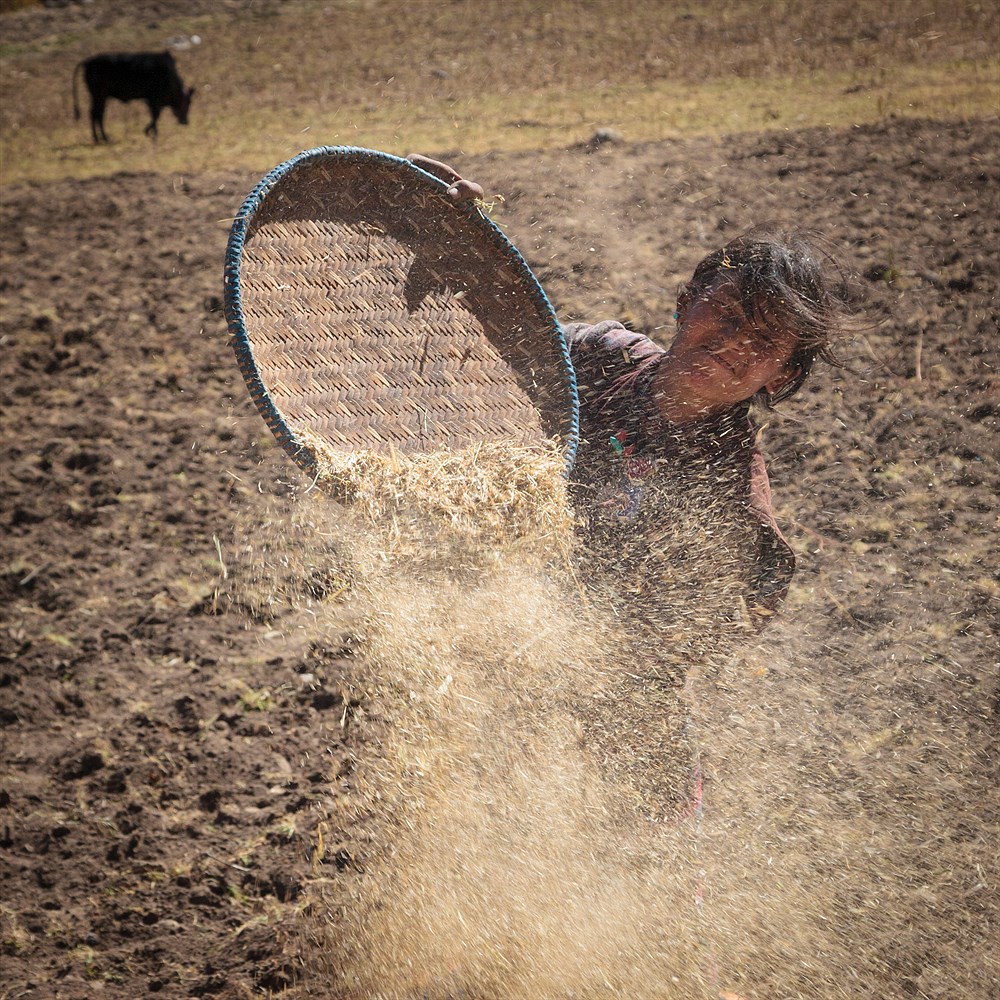 Harvest in Ghap, photo