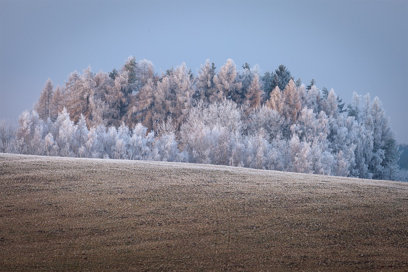 Frozen forest, photo