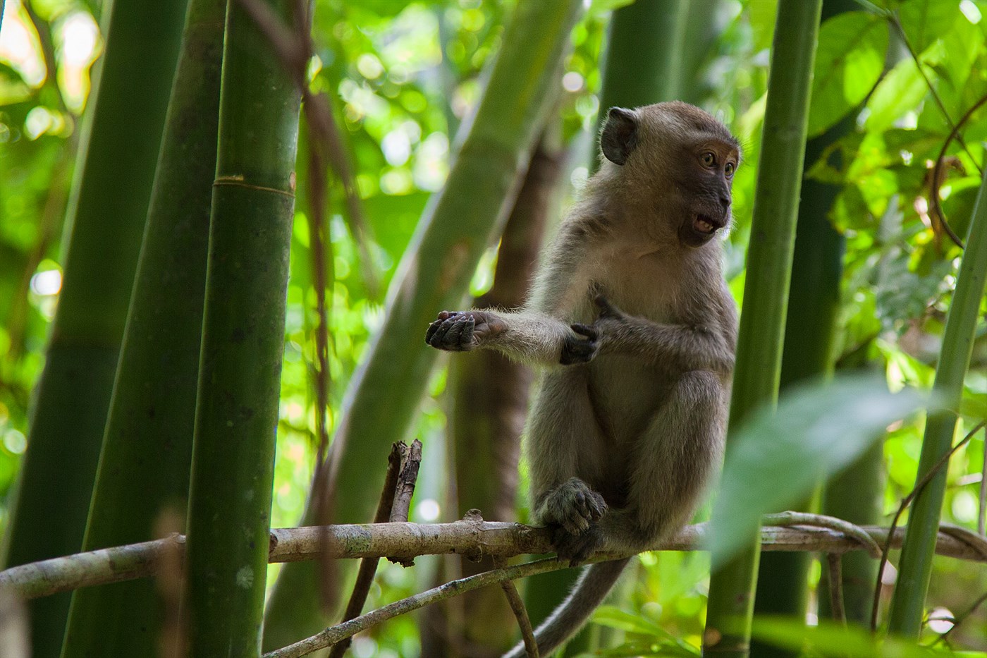 Monkey in Khao Sok, photo