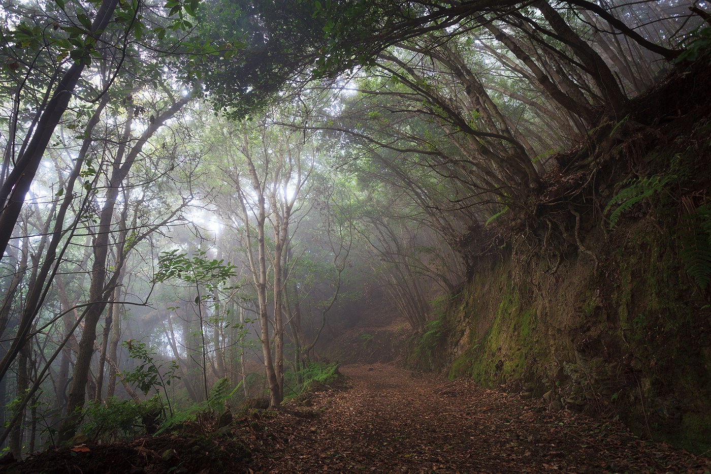 Rain Forest, photo