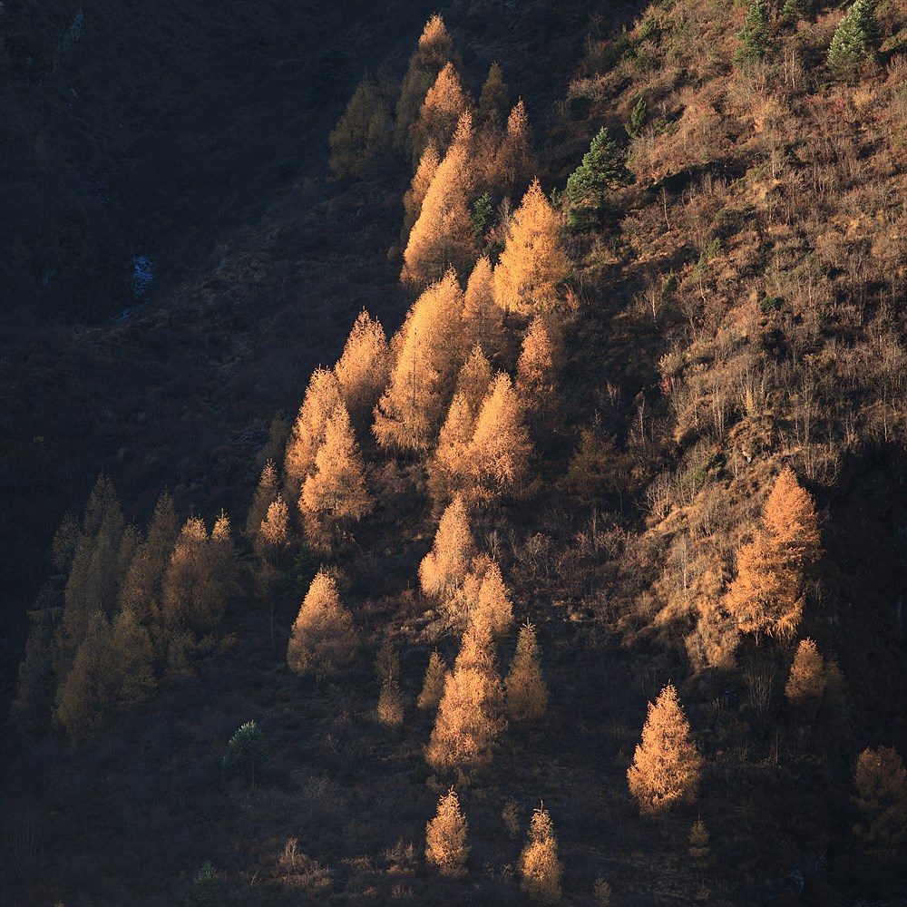 Larch forest, photo