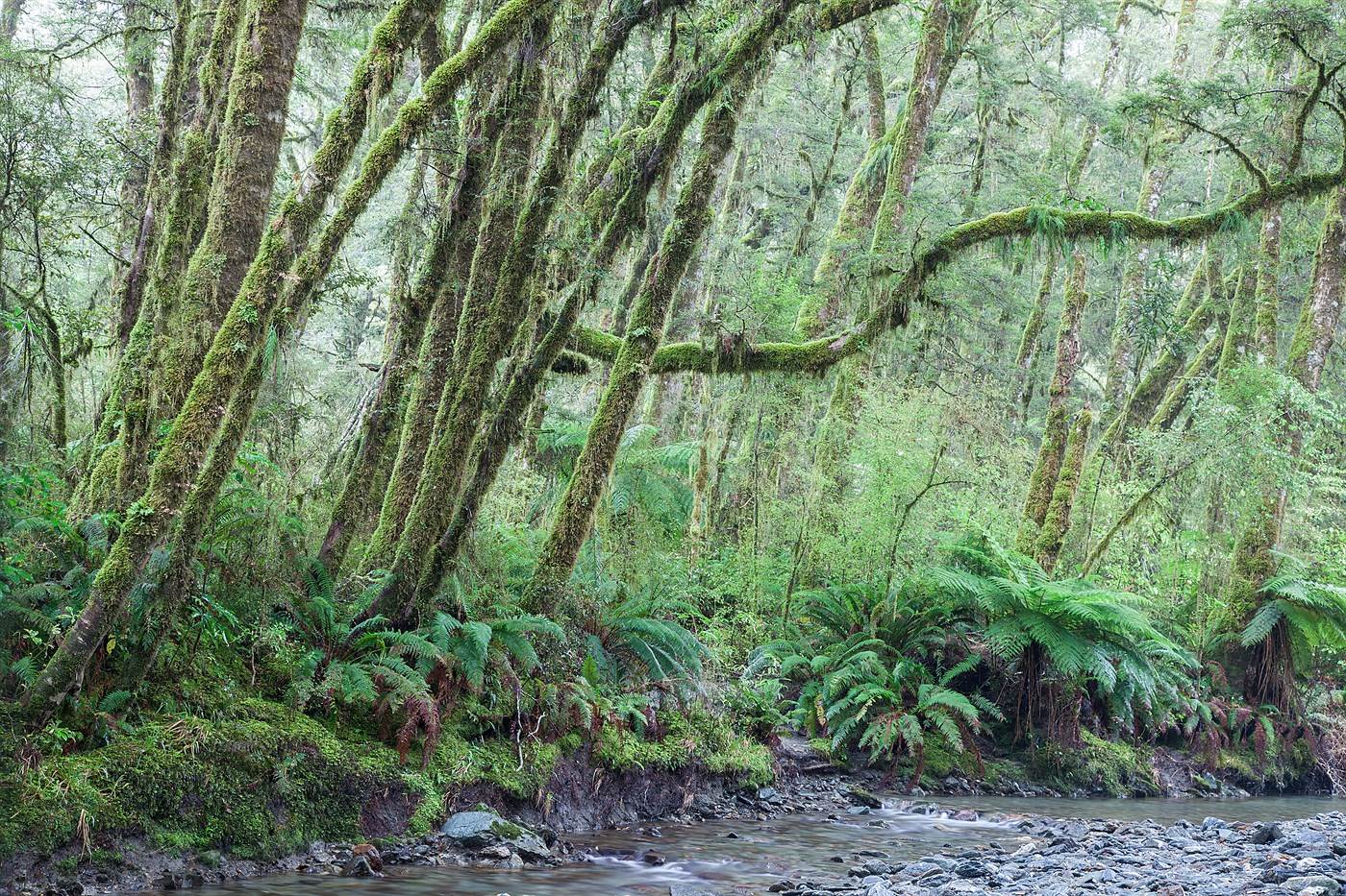 West Coast forest, photo