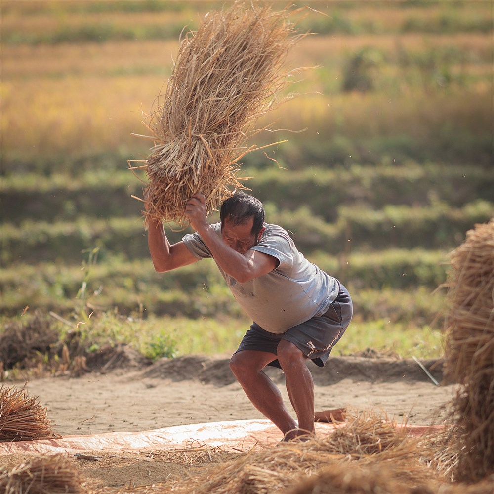 Rice Harvest, photo