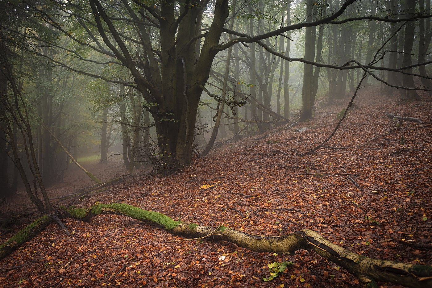 In the land of falling trees, photo