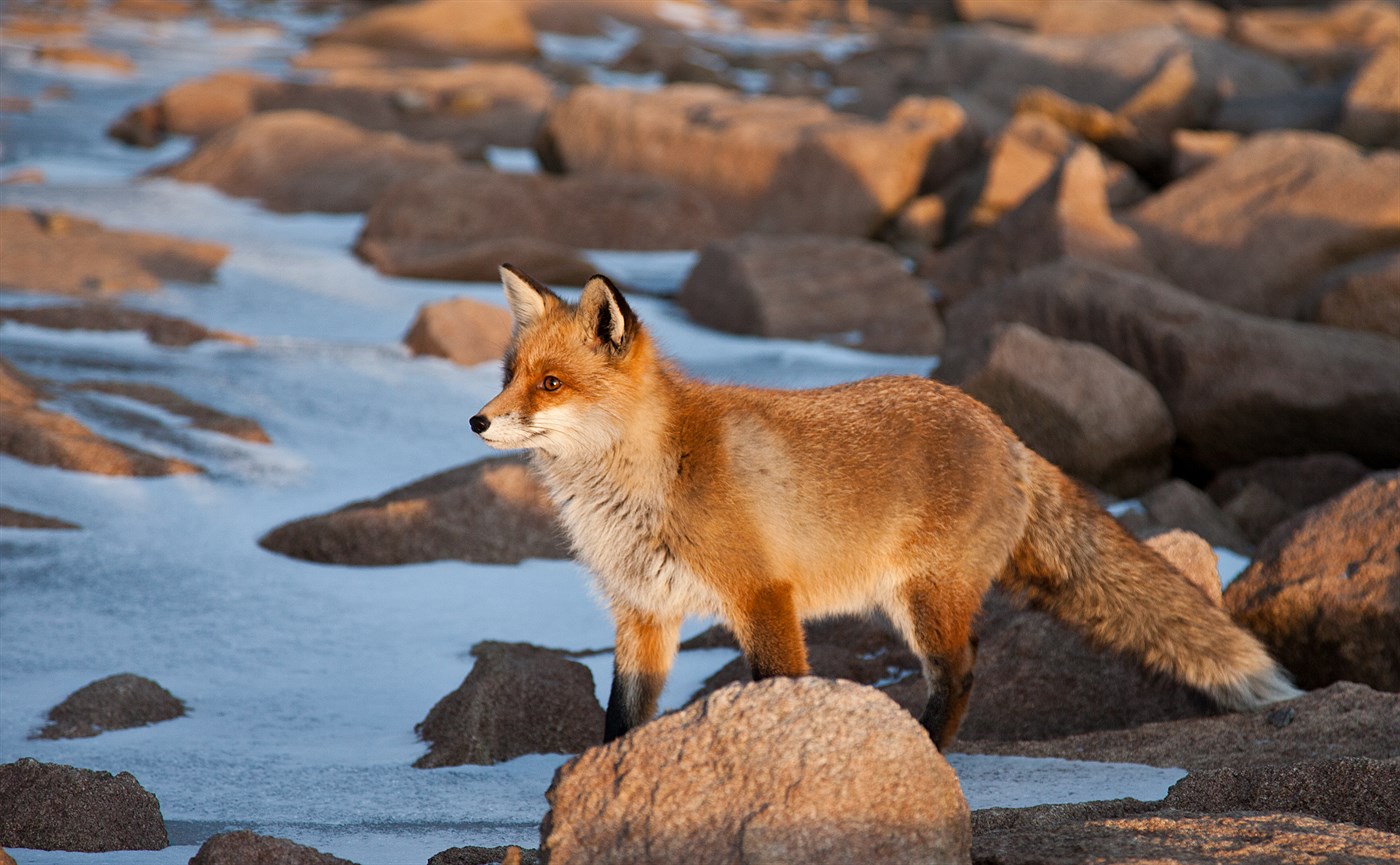 Fox in the High Tatras, photo