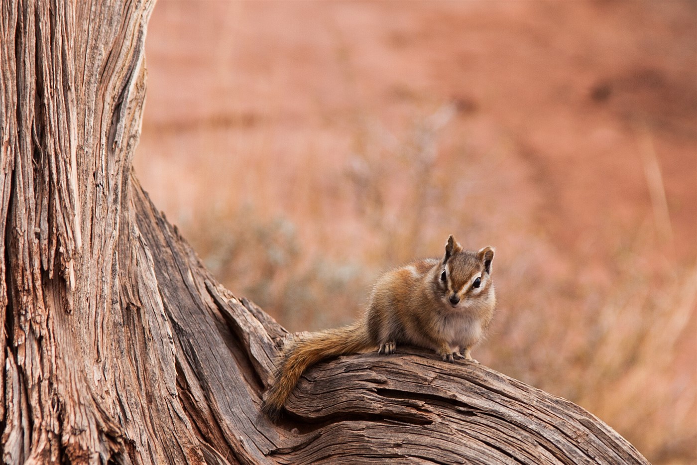Chipmunk in Utah, photo