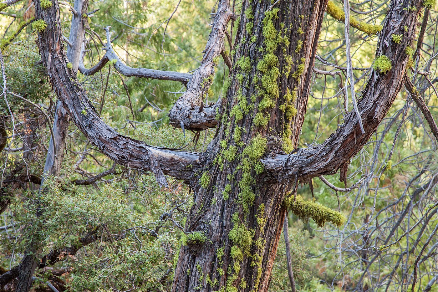 Strom v Yosemitech, photo