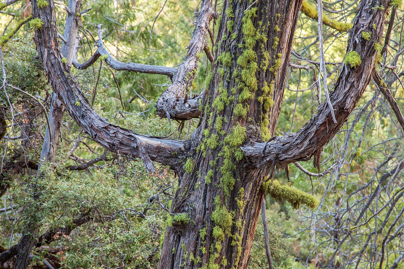 Tree in Yosemite, photo