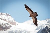 Vulture in Thorong Phedi