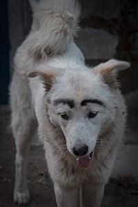 'Brezhnev' Dog