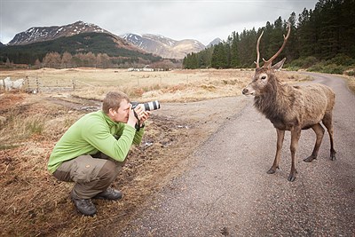 Posing Deer