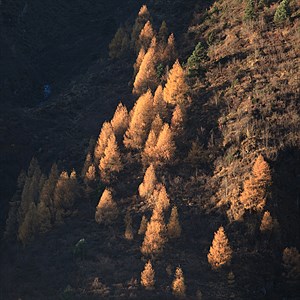 Larch forest