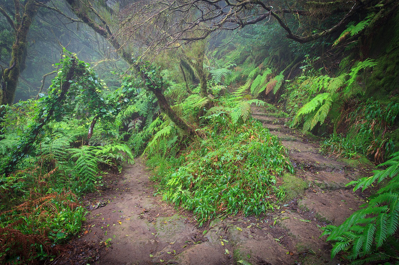 Anaga forest, photo
