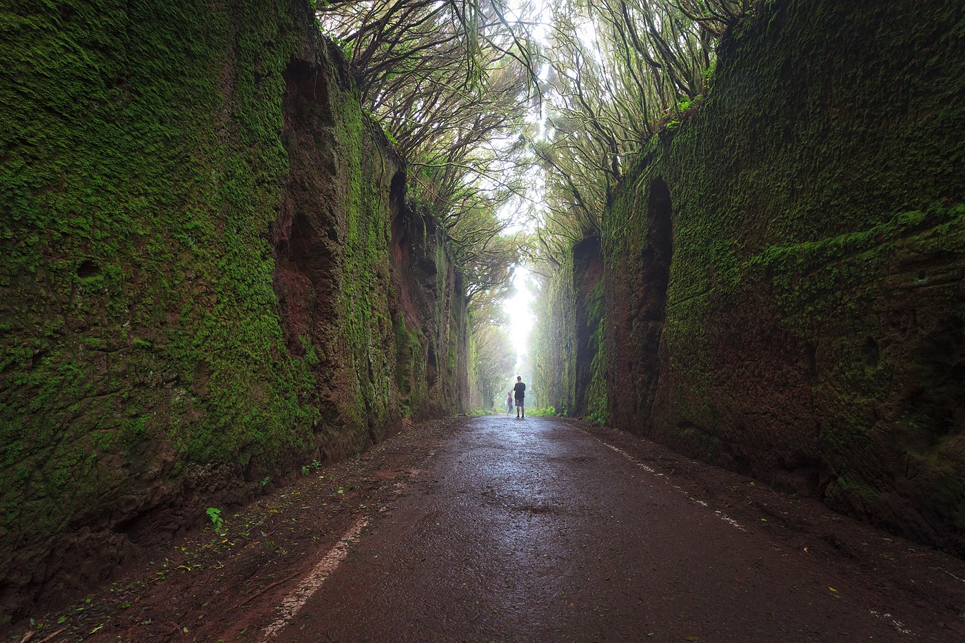 Forest tunel in Anaga, photo
