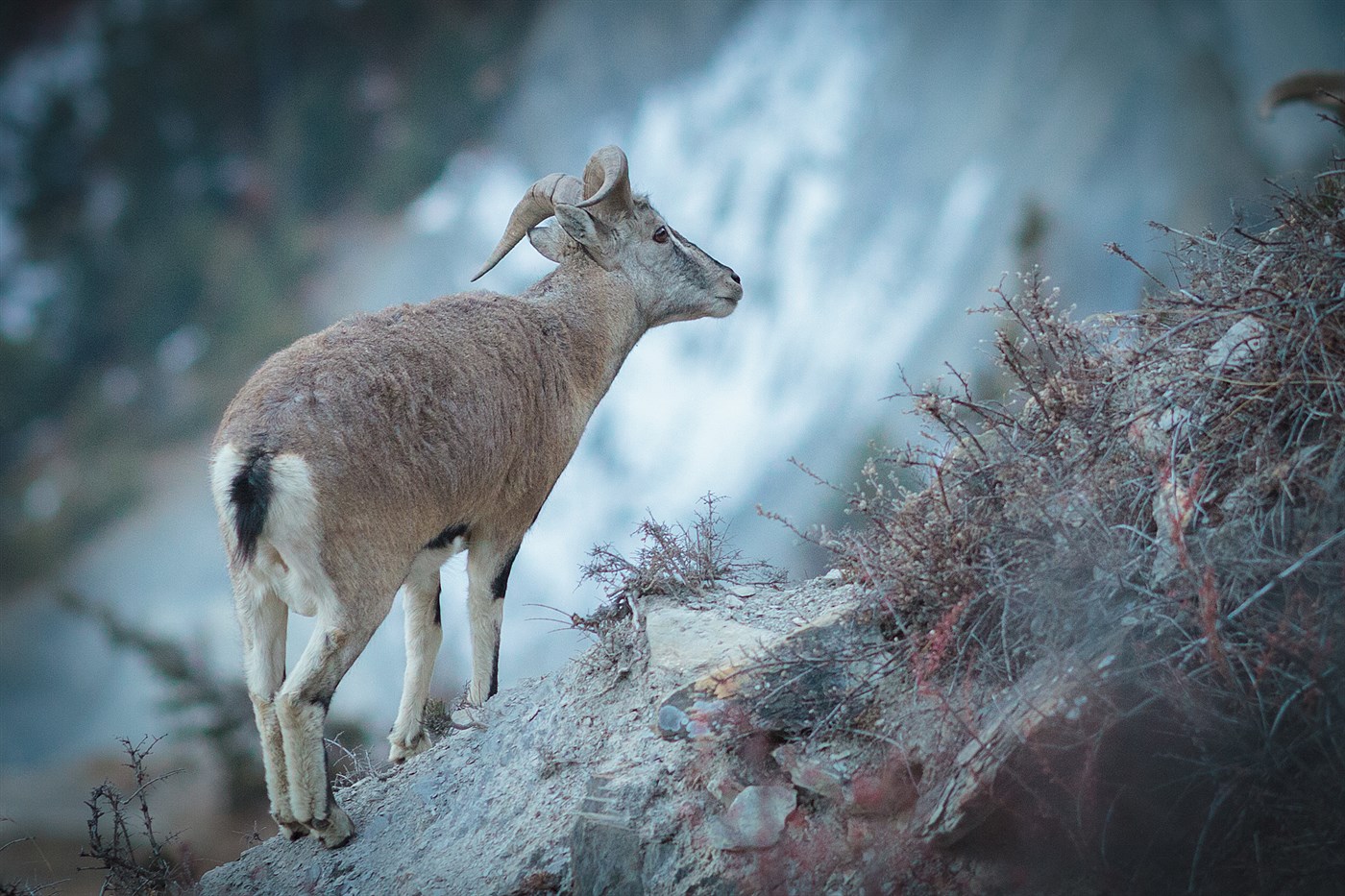 Blue Sheep, photo