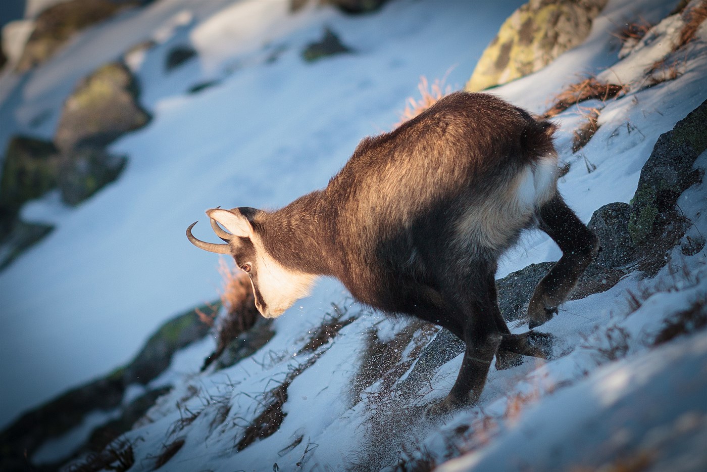 Chamois Running, photo