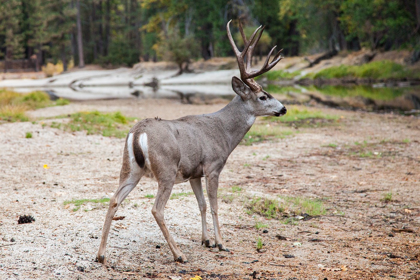 Deer in Yosemite, photo