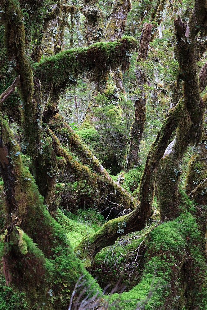 Forest in Fiordland, photo