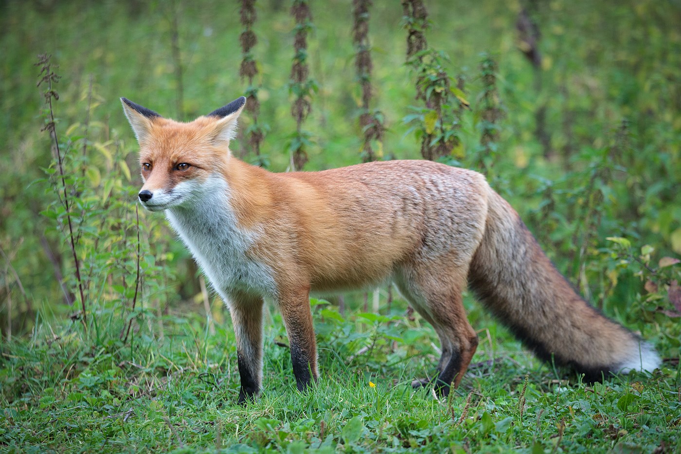 Fox in Tatras, photo