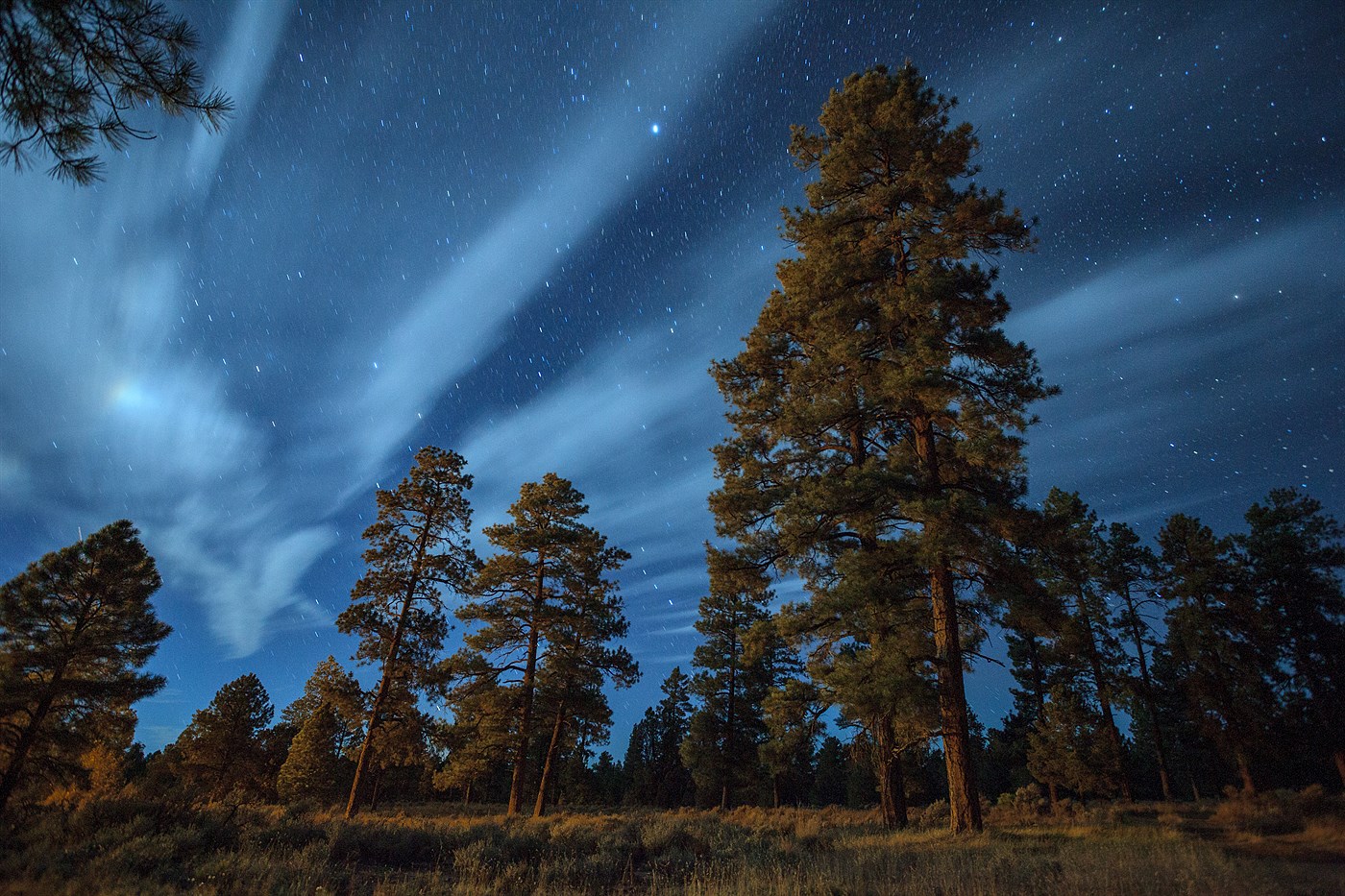 Forest near Grand Canyon, photo