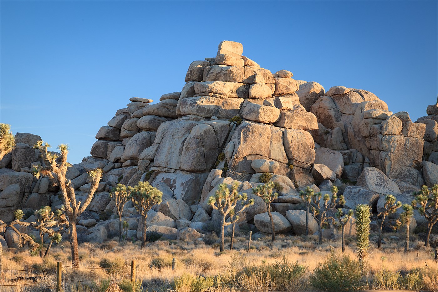 Joshua Tree, photo