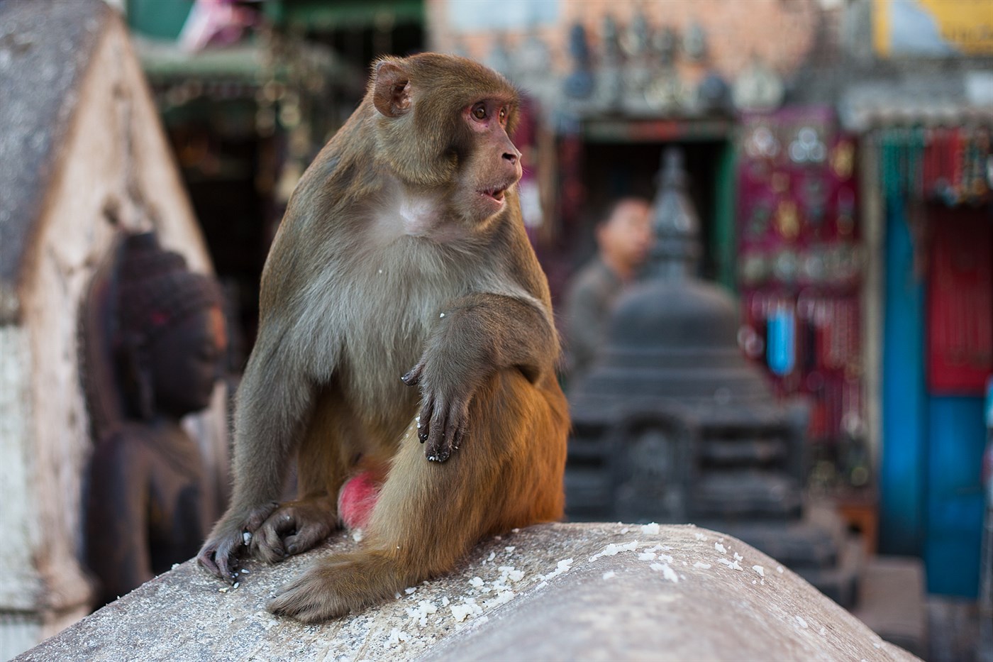 Monkey Temple, photo