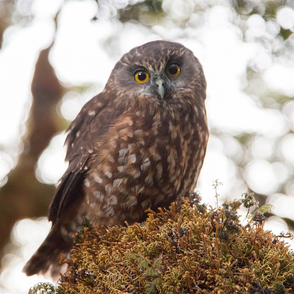 Owl in Fiordland, photo