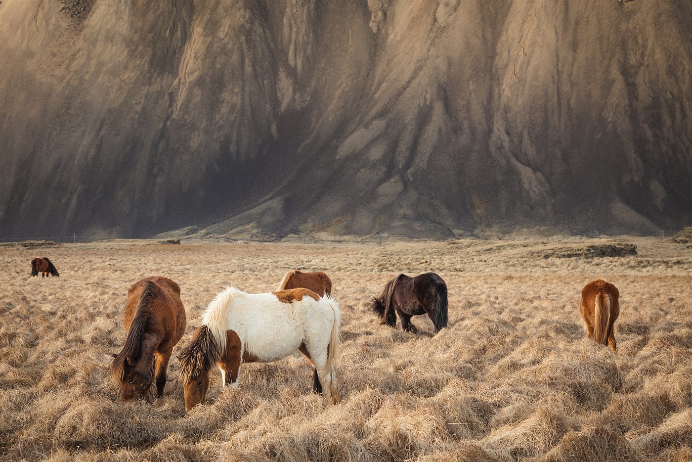 Horses near Stokknes, photo