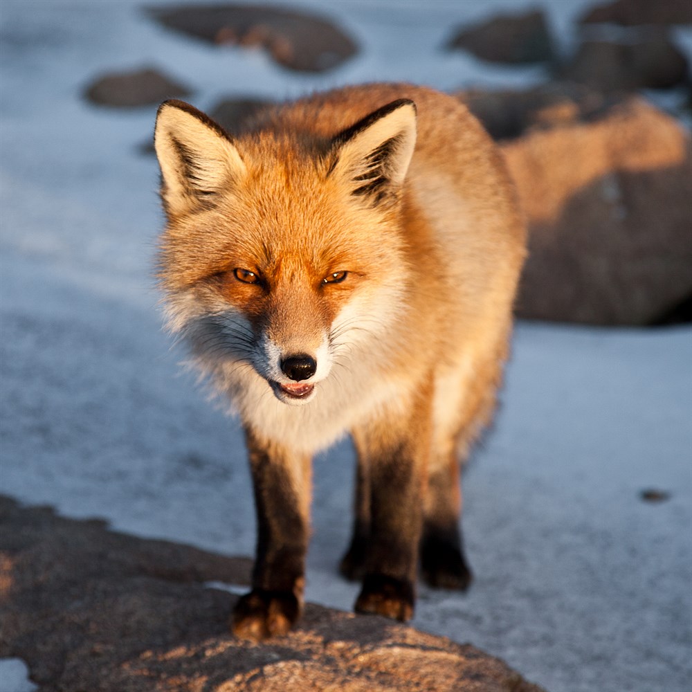 Fox in the High Tatras, photo