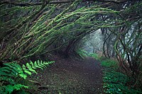 Anaga forest