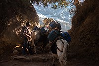 Boy and Yaks